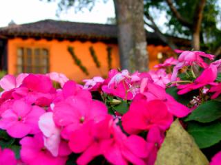 Garden, Antigua, Guatemala